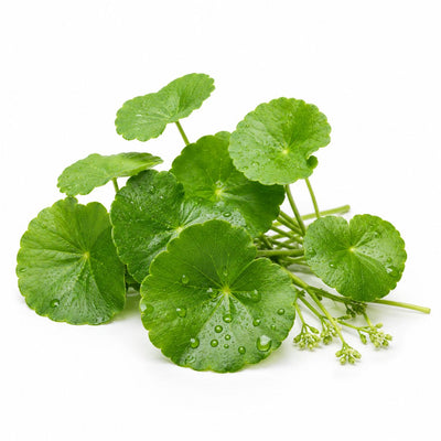 Centella Asiatica