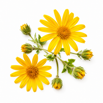 Arnica Montana